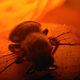 Illustration for article titled Shooting Challenge: Bugs Gallery (Part 2)